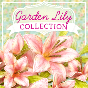 Garden Lily (Jan 2023)
